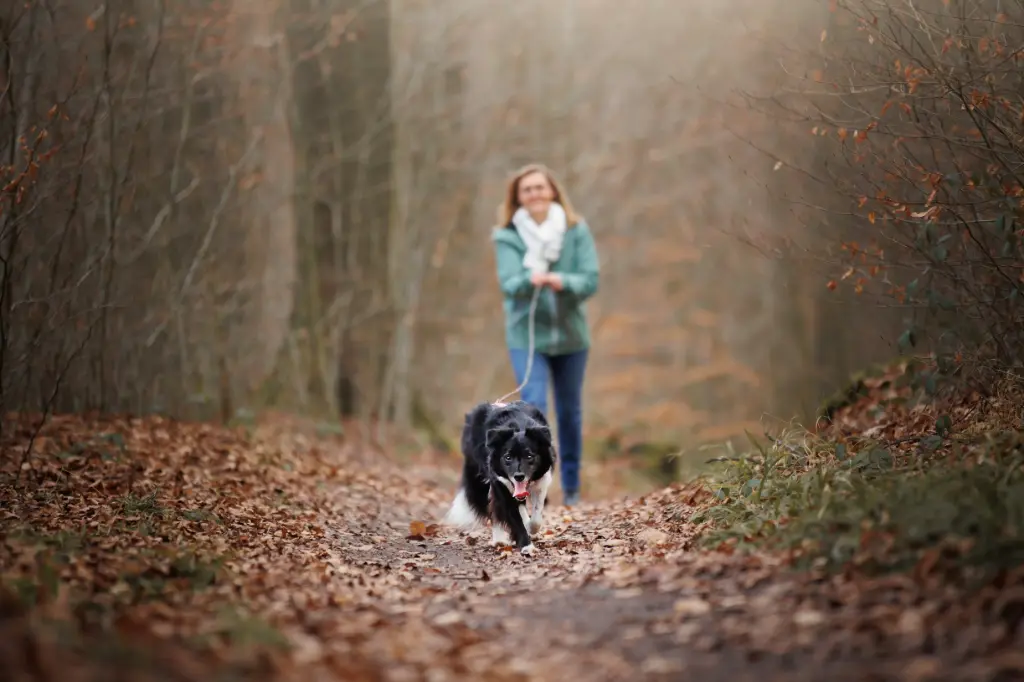 Mantrailing entrainement collectif