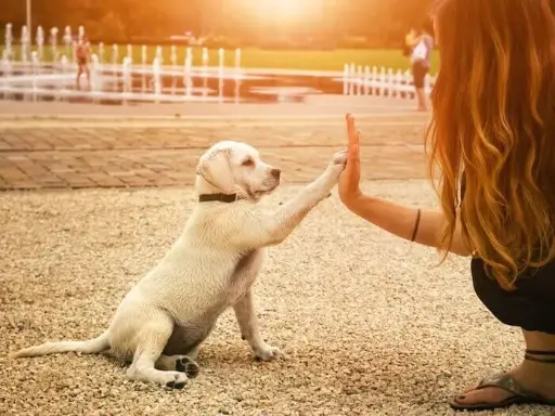 Cours collectif chiots